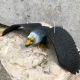 Large Black Eagle 38cm