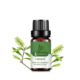Single: Melaleuca Cajeput 10ml