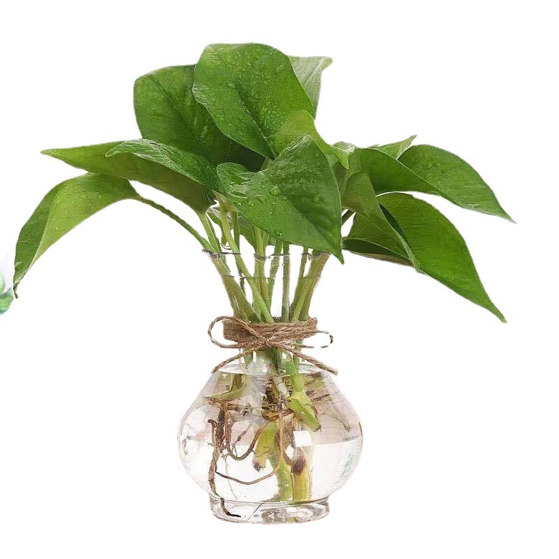 環境に優しい水耕植物ボトル - ペットガーデニングカテゴリー - 屋内植物用水耕栽培ボトル|undefined