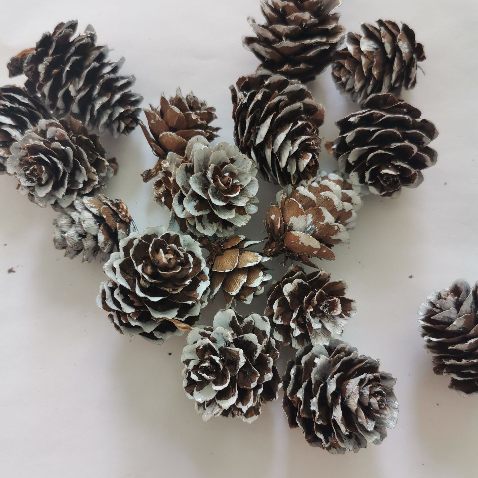Origin supply mini pine larch pine flower natural pine fruit primary color white pine cone can be divided