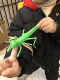 Locust Ejection Toy
