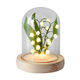 Suzuki Orchid Night Light Decoration Handmade diy Material Bag Decoration Glass Garden Bedroom Ornaments Birthday Gift