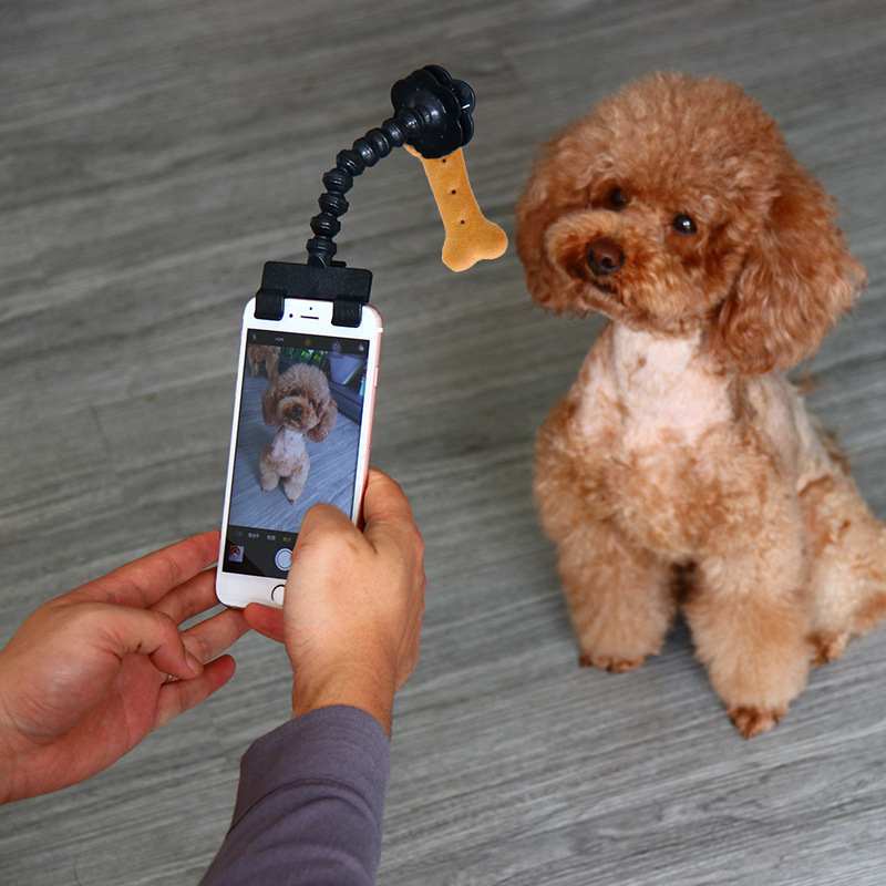 ペット自撮り神器猫犬はレンズを見て、棒のおもちゃを撮ります。|undefined