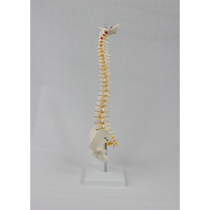 Medium Spine with Pelvis (Vertical) Model Human Skeleton Model Spine Model