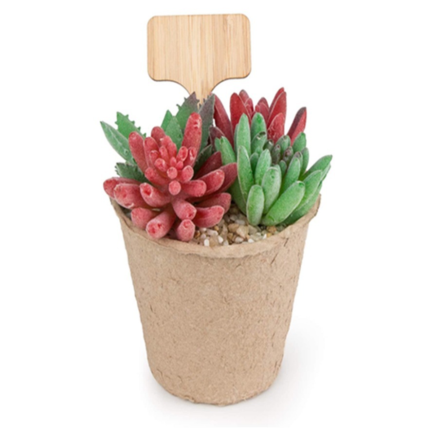 Cross-border woody succulents label card creative gardening flowers label card (no pen)