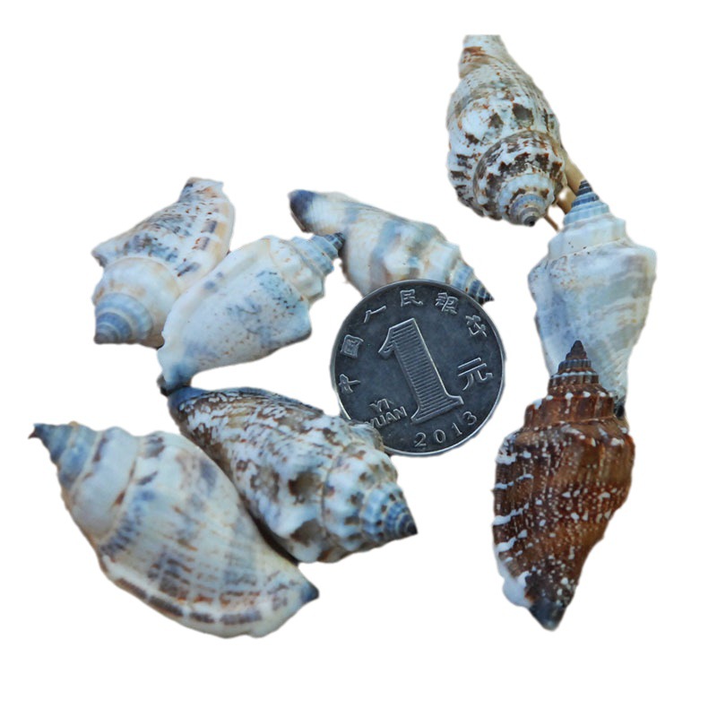 Black conch 3-5cm conch shell wedding platform decoration fish tank landscaping DIY accessories kindergarten materials