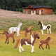 Simulation Wildlife Plastic Solid Model Gypsy Marquardt Horse Ranch Horse Children's Toy Horse Ornaments