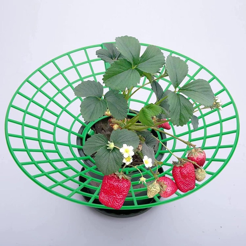 国境を越えた新しいいちごステントいちご栽培棚太陽花架鉢植えいちご神器防腐腐った果実支持|undefined