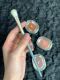 Pet hair eye shadow brush (1)