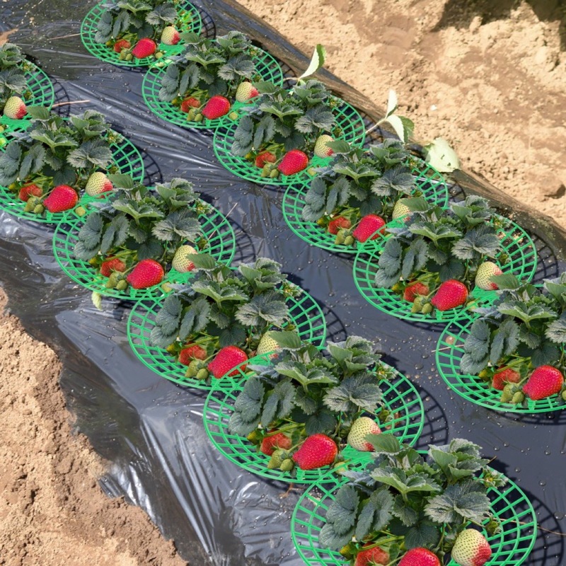 国境を越えた新しいいちごステントいちご栽培棚太陽花架鉢植えいちご神器防腐腐った果実支持|undefined