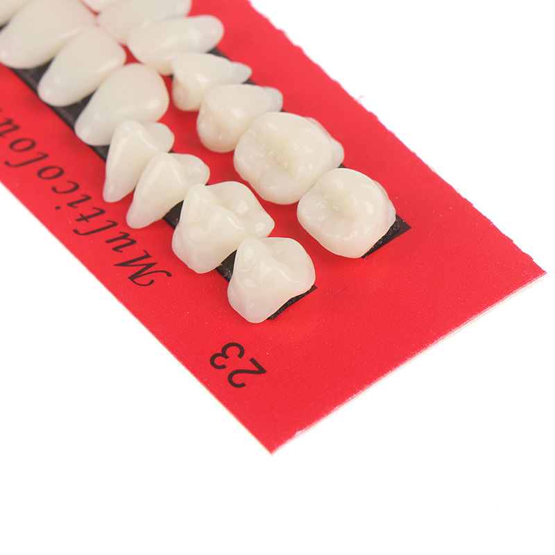 A Mouthful of Dental Oral Materials Teaching Mold with Dentures 28 Students Practice Teeth Plastic Teeth