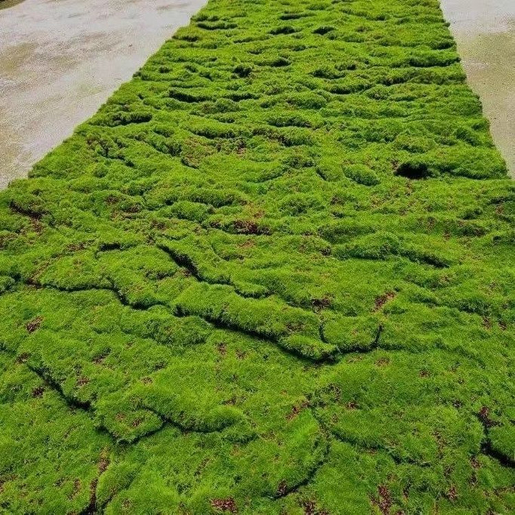 偽のコケのシミュレーションの苔の草の皮の芝生の造景の盆栽の人工diyは生の小さい景観の緑をまねて装飾を植えます。|undefined