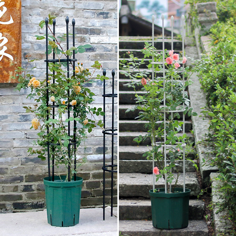 園芸月季は藤の棚の花の棚の鉄線の蓮の風車の植物に登ります。|undefined