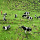 Solid simulation animal model suit farm animal toy black and white cow