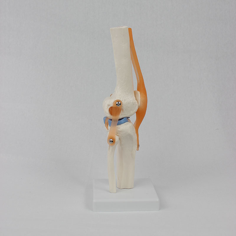 Functional Knee Joint Model with Flexible Cruciate Ligament Meniscus Flexible Knee Joint Bone Model