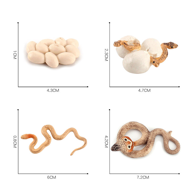 外贸仿真蛇成长周期眼镜蛇沙蟒模型儿童早教认知实心摆件玩具手办