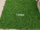 New horsetail moss (about 1*1 m)