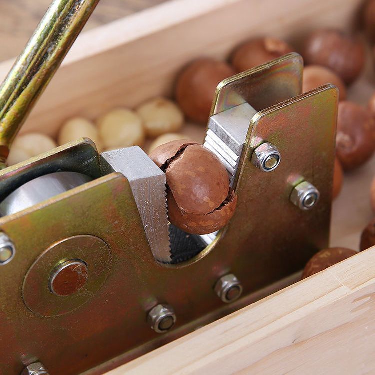 Open nut artifact walnut macadamia fruit opener opener shell opener clip fresh raw nut tool