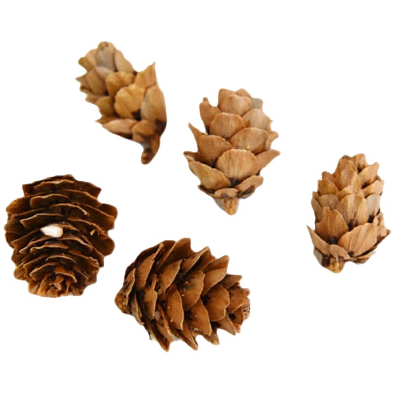 Larch Flower Small Pine Fruit Decoration Pine Tower Wild Children Handmade Creative Handmade diy Kindergarten Decoration Material