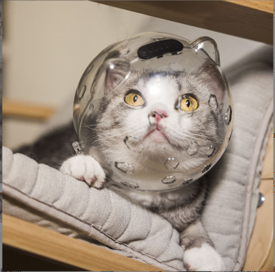 Cat Anti-bite Clipping Nail Anti-scratch Anti-lick Sterilization Mouth Supplies Pet Cat Headgear Cat Space Hood Wholesale