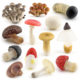 Cross-border Simulation Fungus Mushroom Model Lentinus edodes White Poisonous Amanita Mushroom Real Agaricus Matsutake Double Pleurotus edodes Poisonous Rope Umbrella Decoration