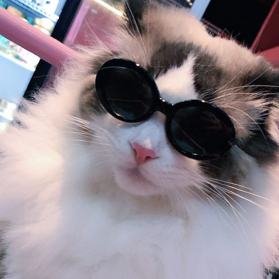 Pet sunglasses cat model fashion love glasses sunglasses dog beach beach photo sunglasses wholesale