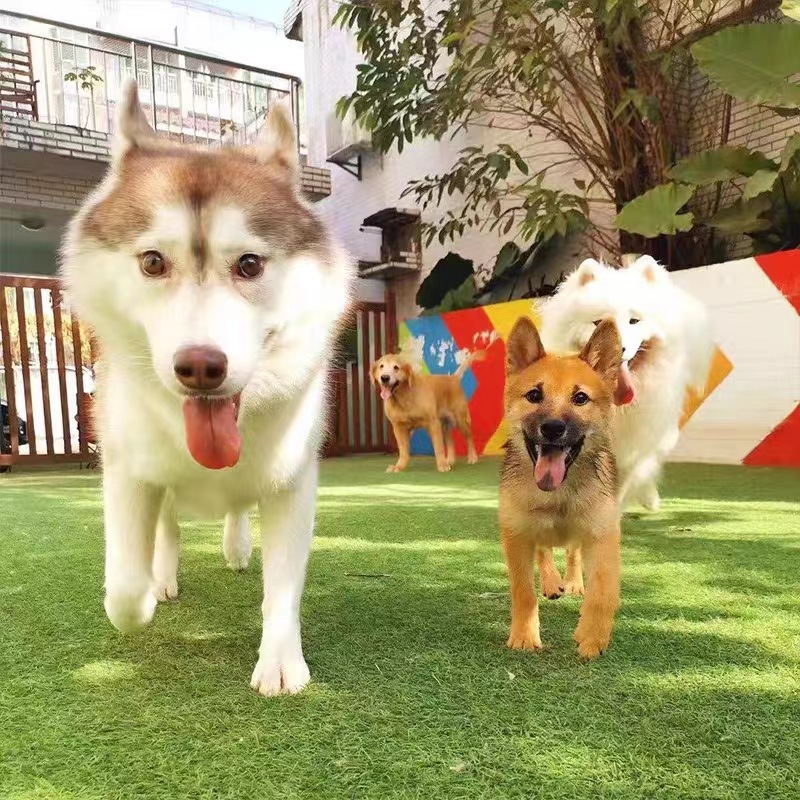 Pet Lawn Simulation Toilet Mat Fake Turf Balcony Simulation Lawn Artificial Carpet Mat for Dogs and Cats