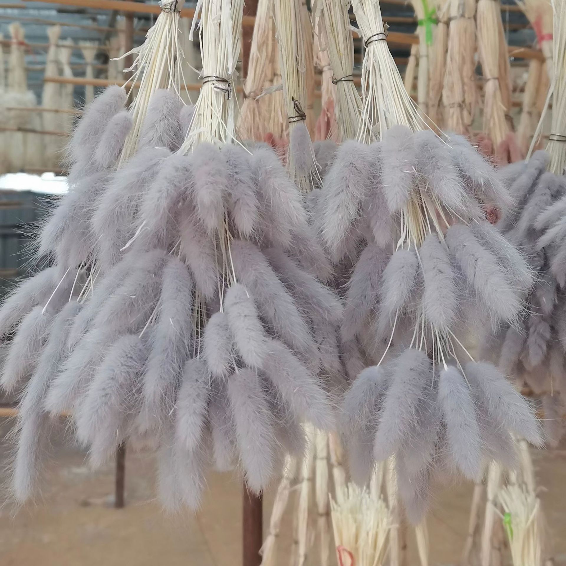 兔尾草干花花束真花永生花狗尾巴草彩色白色原色家居装饰拍摄道具