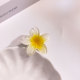 4CM Bauhinia (white)