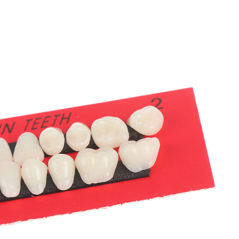 A Mouthful of Dental Oral Materials Teaching Mold with Dentures 28 Students Practice Teeth Plastic Teeth
