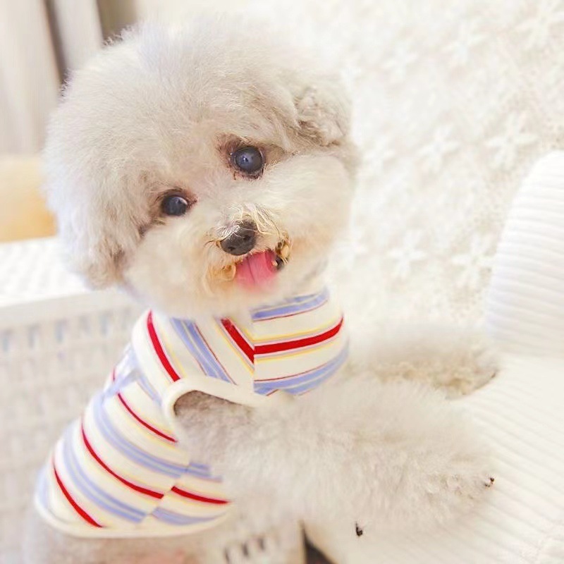 Pet clothes swing bear vest dog clothes cat clothes spring and summer new pet clothing wholesale