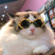 Pet sunglasses cat model fashion love glasses sunglasses dog beach beach photo sunglasses wholesale