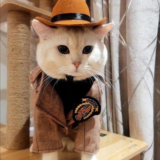 Cool pet hat cat puppy hat headdress western cowboy busy photo nomi mini cowboy hat