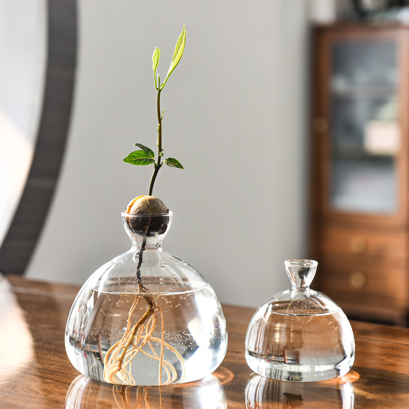 Japanese style avocado hydroponic vase butter kernel seed planting cultivation container utensils special vase pot gardening