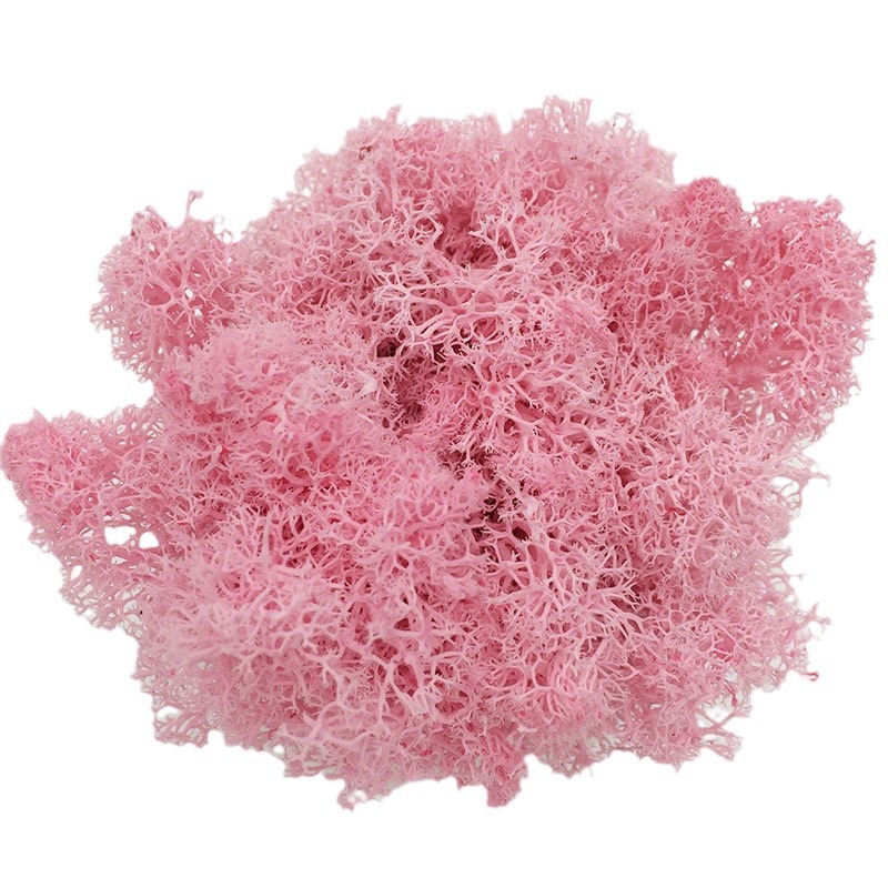 moss everlasting flower reindeer moss decoration wholesale DIY material bag home decoration primelo