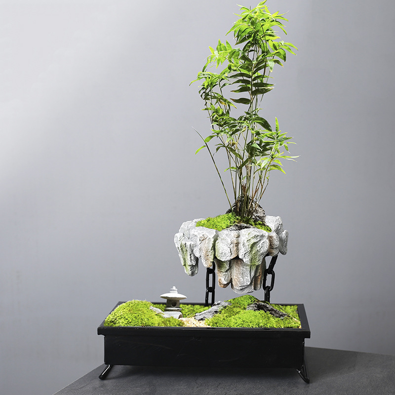 Cross-border asparagus fleshy basin rich tree bonsai iron tree rice bamboo indoor good breeding floating island suspended iron micro landscape basin