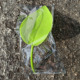 Luminous Green-single OPP bag