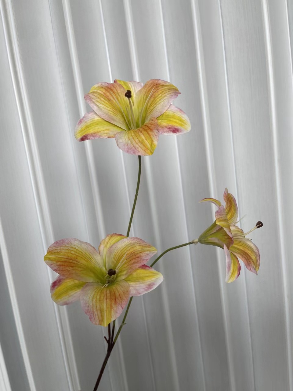 Autumn yellow Hemerocallis lily