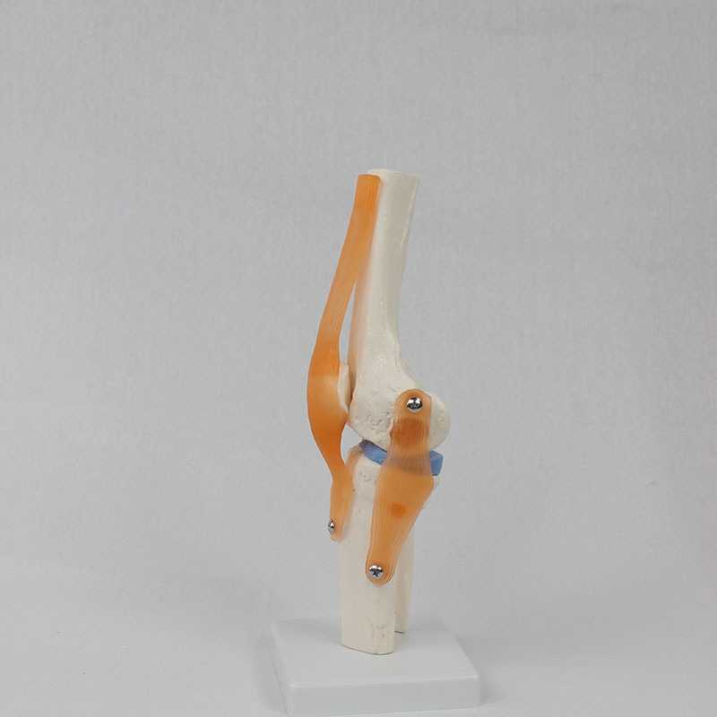 Functional Knee Joint Model with Flexible Cruciate Ligament Meniscus Flexible Knee Joint Bone Model