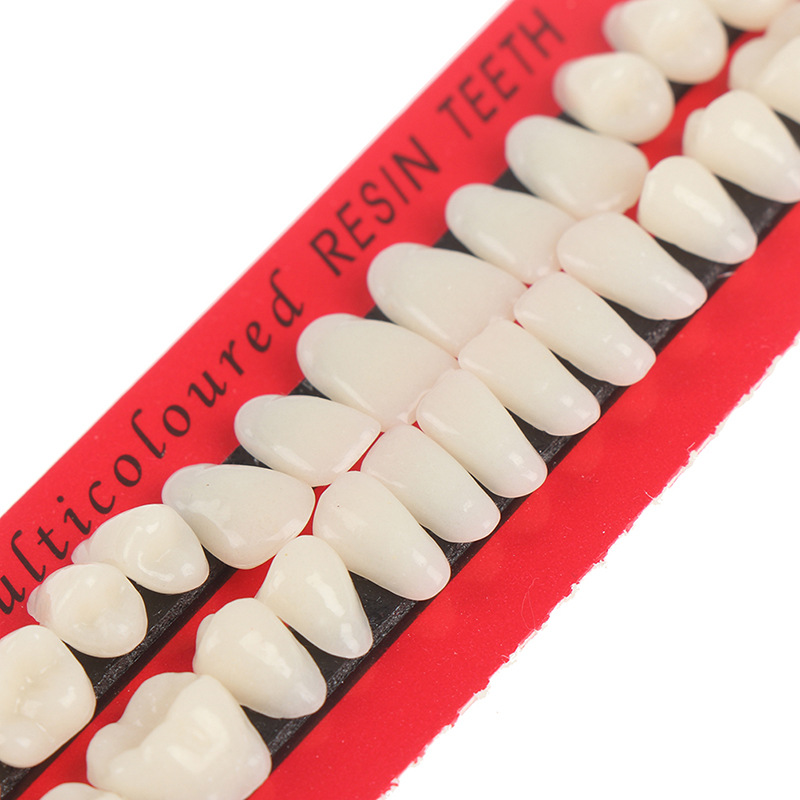 A Mouthful of Dental Oral Materials Teaching Mold with Dentures 28 Students Practice Teeth Plastic Teeth