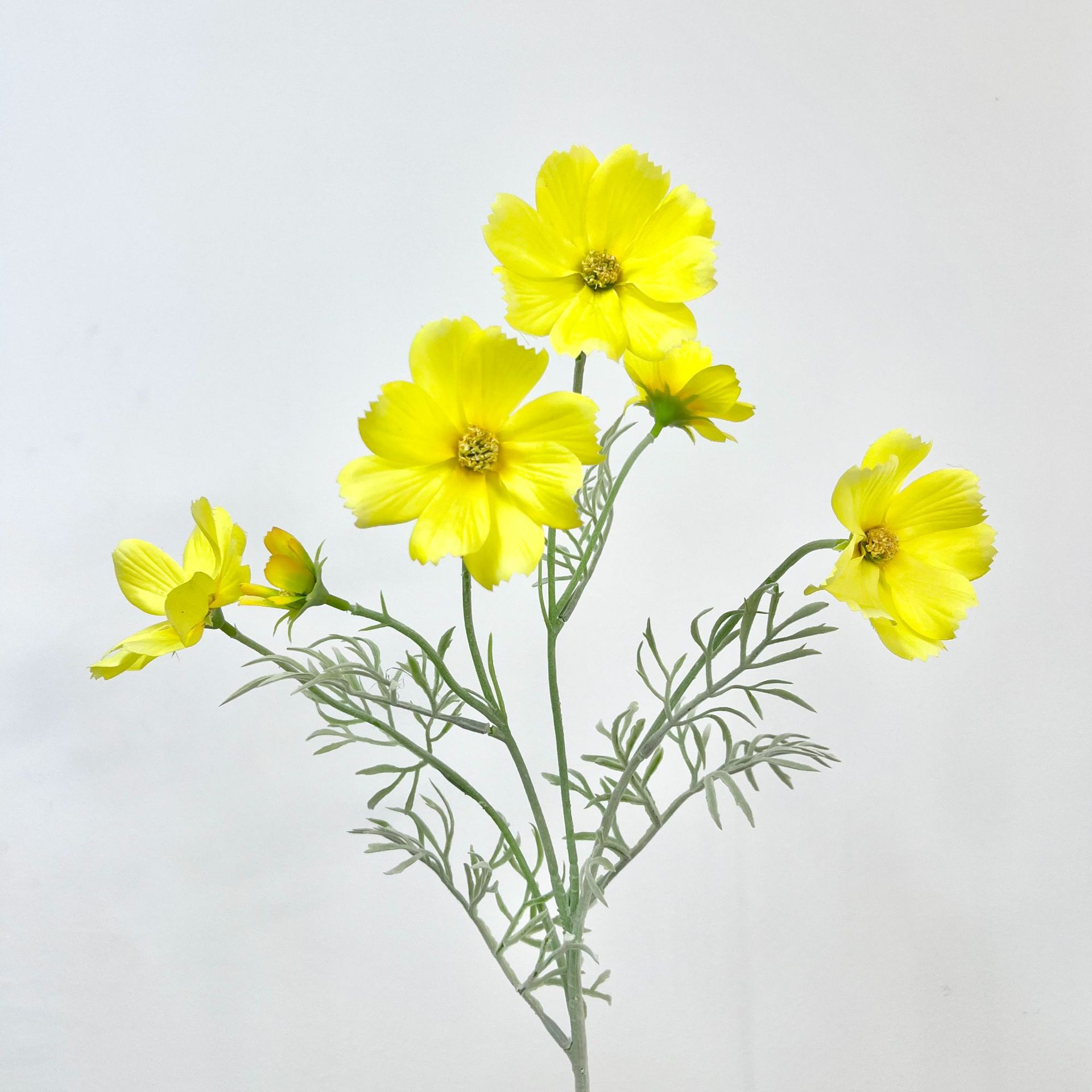 Yellow princess chrysanthemum