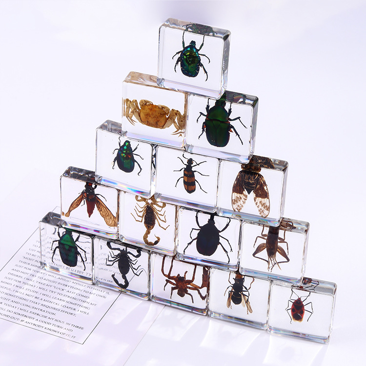 Ivy Cross-border New Square Resin Insect Book Town Student Teaching Aids Animal Specimen Amber Crafts Ornaments