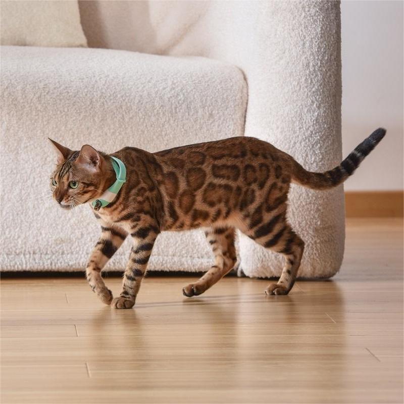 猫のおもちゃ - 屋内猫用ミニチュア子猫ティーザーワンドフェザーアタッチメントインタラクティブおもちゃ|undefined