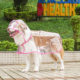 Pet Amazon cross-border Big Dog transparent outdoor raincoat golden retriever Labrador border animal dog clothes
