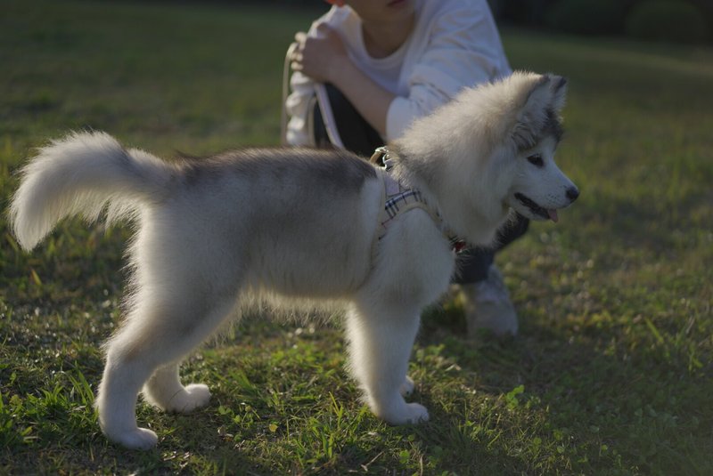 小型犬チェストストラップウォーキング犬猫ロープセットユニークな猫チェストバックプルロープペット用品|undefined