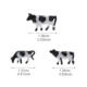 Solid simulation animal model suit farm animal toy black and white cow