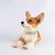Loudik wholesale explosion leather pet collar dog leash set dog walking rope small and medium-sized dog cross-border