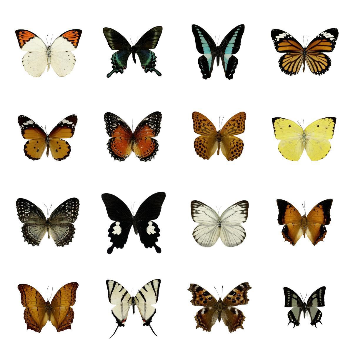 Factory direct real butterfly specimen wings green belt Cui Feng butterfly insect specimen kindergarten teaching science exhibits