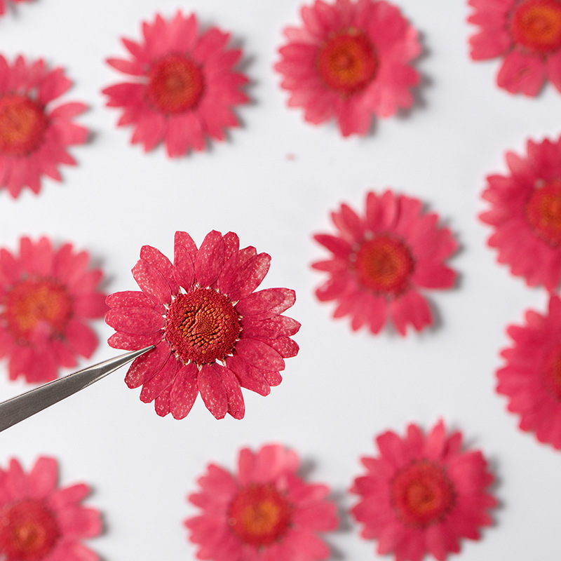 クリスタル菊の花プレス Diy 手作り花の絵のしおりアロマキャンドル植物教育標本|undefined