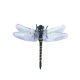 Export to Japan Outdoor Mosquito Repellent Simulation Dragonfly Model Mosquito Repellent Artifact Cross-border Toy-Wing Length 12%